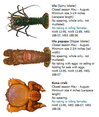 How to eat slipper lobsters (udang ketak)? - Joy 'N' Escapade